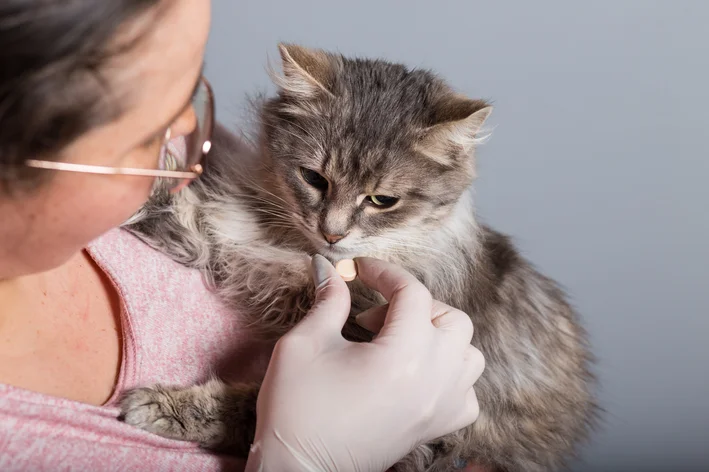 mulher dando dipirona para gato