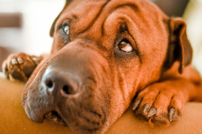 queimadura na pata do cachorro cão triste com as patas apoiadas