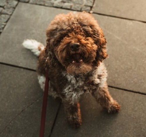 queimadura na pata do cachorro cão passeando com coleira sentado no asfalto