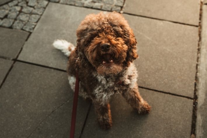 queimadura na pata do cachorro cão passeando com coleira sentado no asfalto