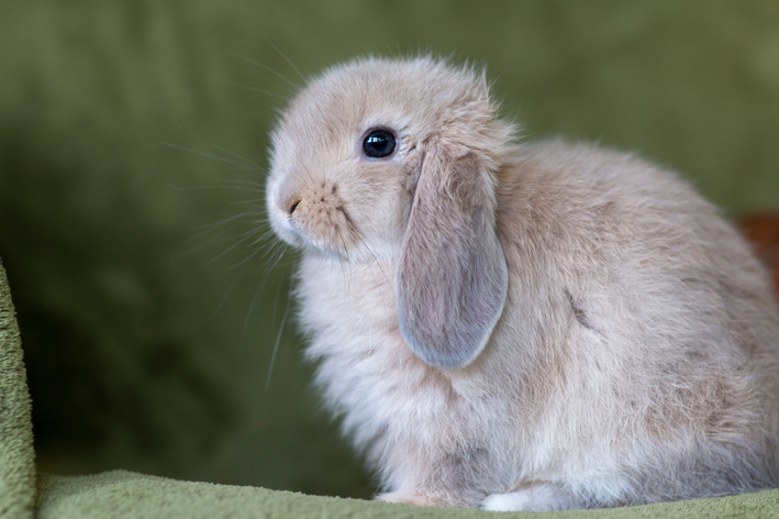 Coelhos Fuzzy Lop