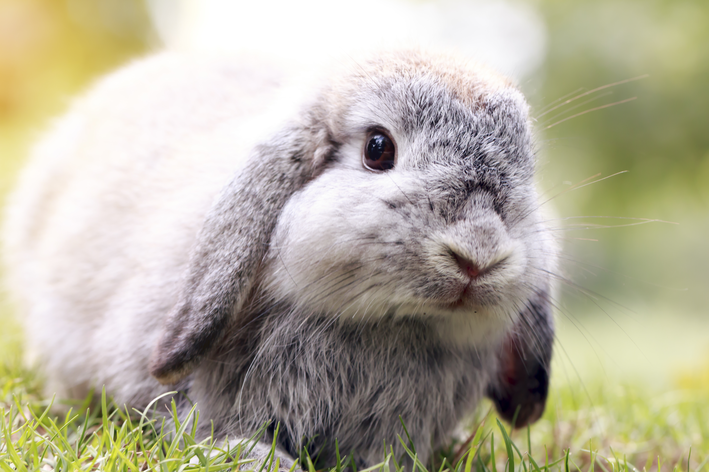 Holland Lop