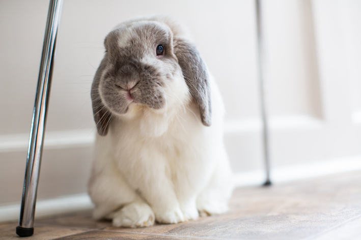 Mini Lop