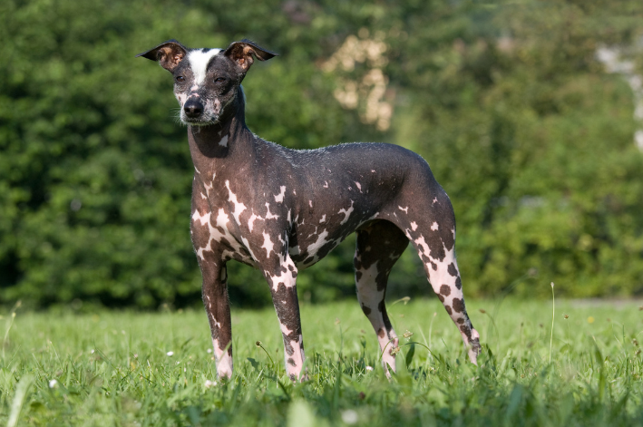 cachorro sem pelo