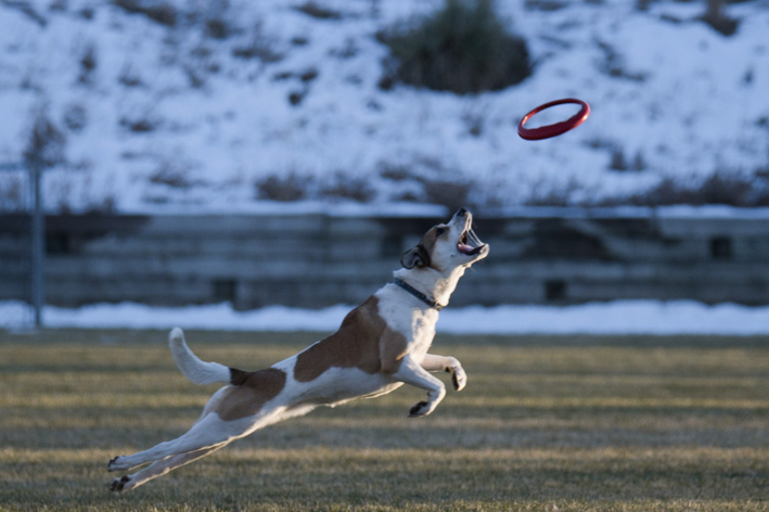 Frisbee