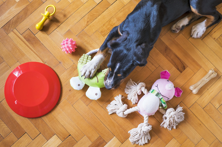 Mas qual o melhor brinquedo para cachorro filhote ou adulto?