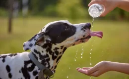 cachorro beber muita agua