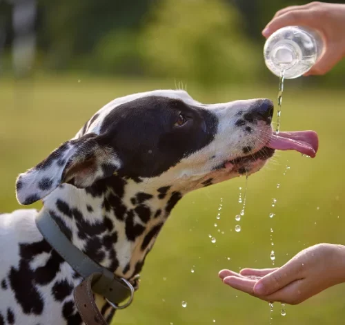 cachorro beber muita agua