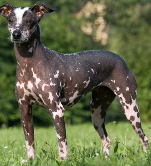 cachorro sem pelo