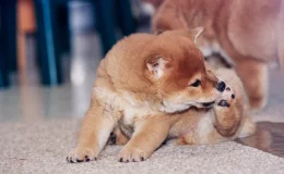 cachorro com bicheira se lambendo