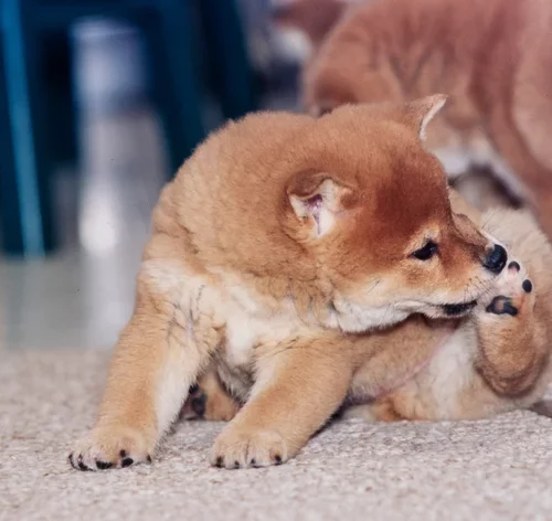 cachorro com bicheira se lambendo