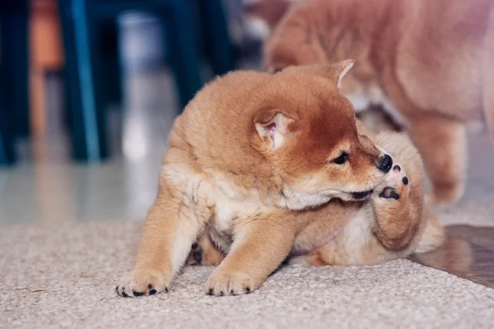 cachorro com bicheira se lambendo