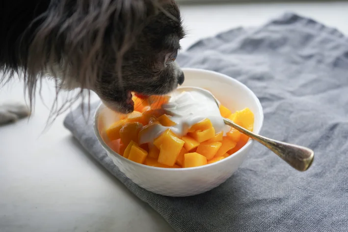 cachorro comendo manga