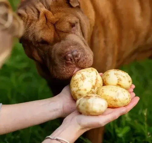 cachorro pode comer batata