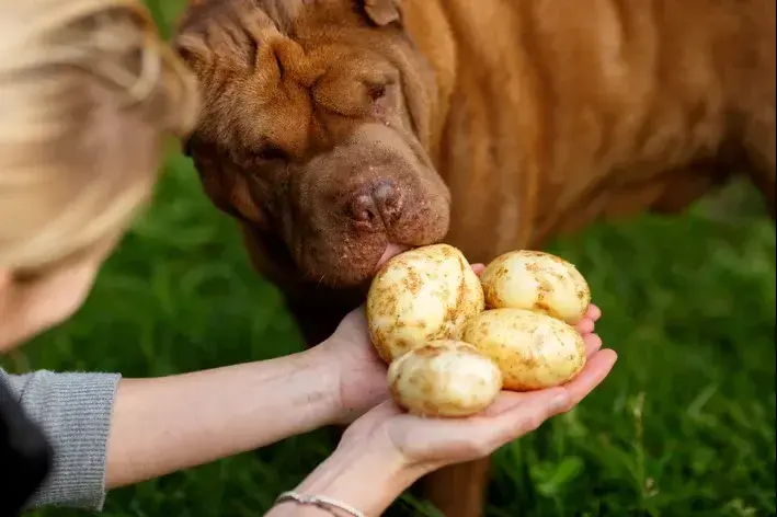 cachorro pode comer batata