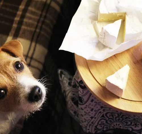 cachorro olhando para uma fatia de queijo