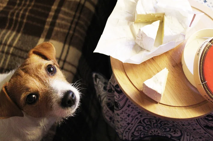 cachorro olhando para uma fatia de queijo