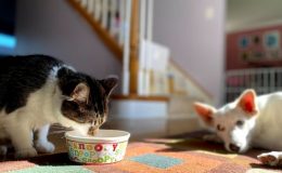 cachorro pode comer ração de gato gato comendo enquanto cachorro observa deitado