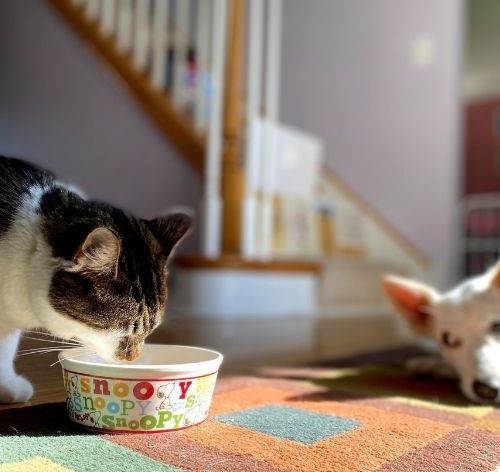 cachorro pode comer ração de gato gato comendo enquanto cachorro observa deitado