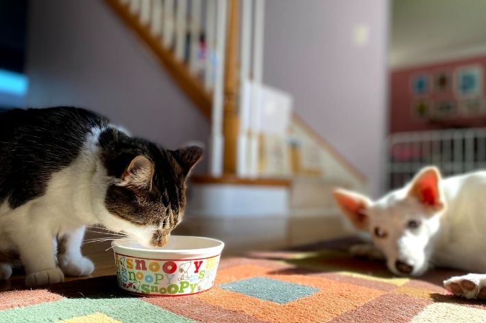 cachorro pode comer ração de gato gato comendo enquanto cachorro observa deitado