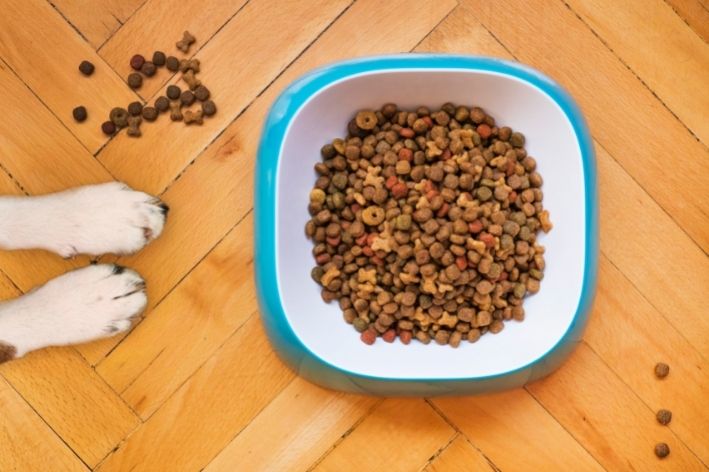 cachorro pode comer ração de gato pote de ração