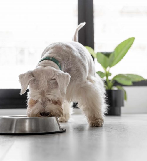 cachorro comendo ração sem transgênicos