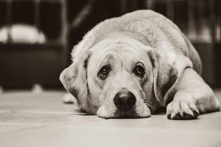 O que causa a doença renal crônica em cachorro