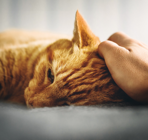 Doença Renal Crônica em gatos: sintomas, diagnóstico e tratamento