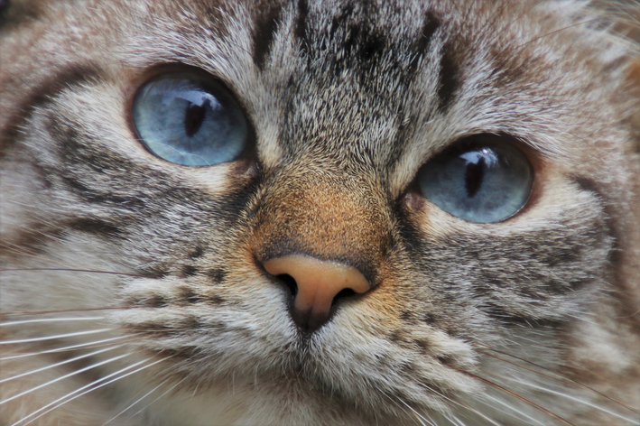 Causas da Doença Renal Crônica em gatos