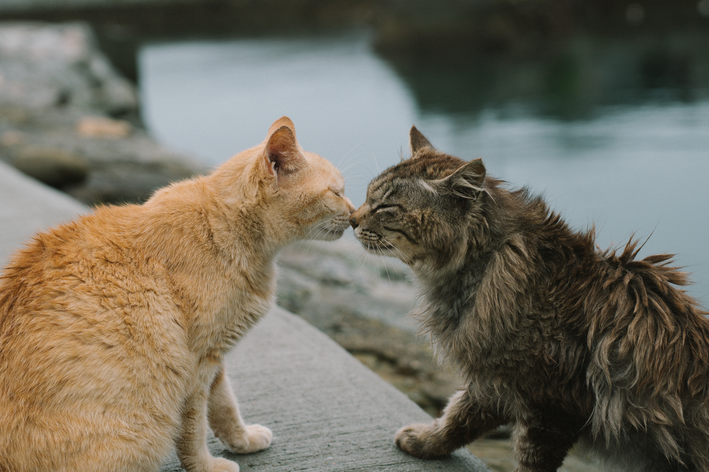 Março Amarelo: combate à Doença Renal Crônica em cães e gatos 