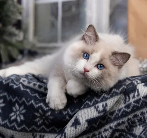 Insuficiência renal em gatos: sabia como cuidar do pet 1