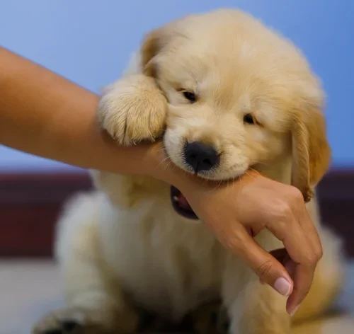 mordida de cachorro filhote brincando