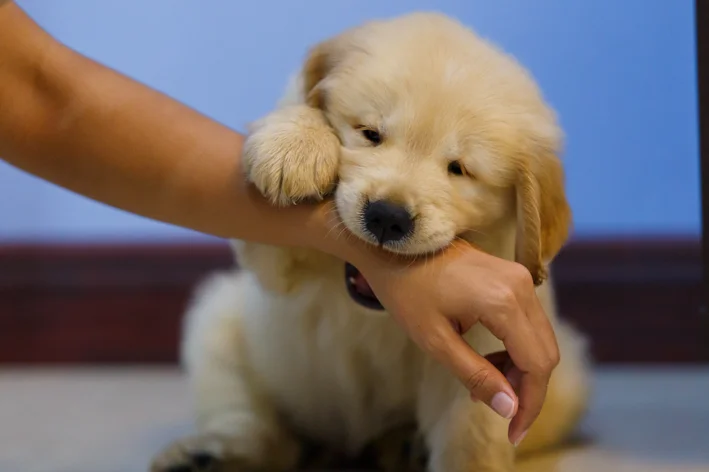 mordida de cachorro filhote brincando