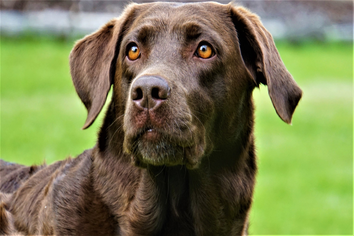 Cachorro da raça labrador