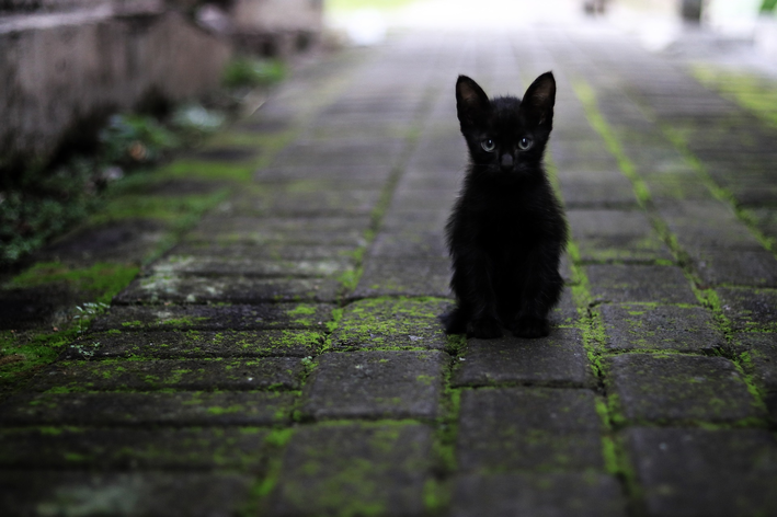 Nomes para gatas de A a Z