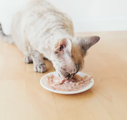 gato pode comer frango