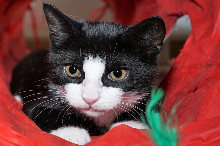 Benefícios dos melhores brinquedos para gatos