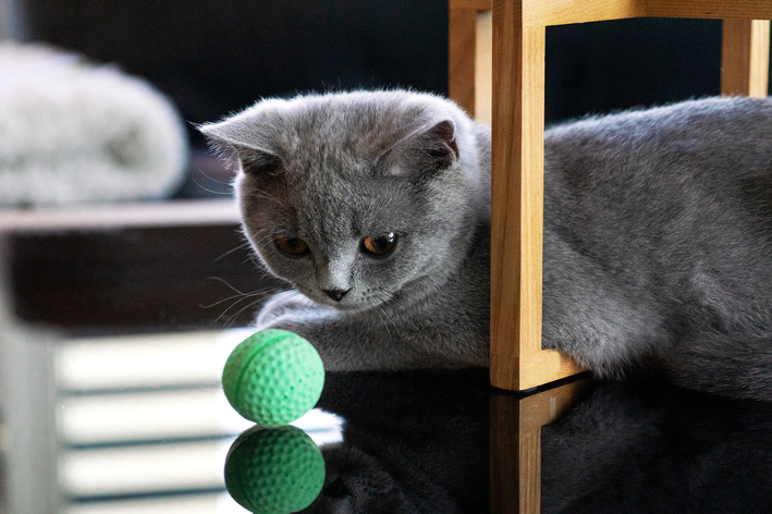 Bolinha para gatos