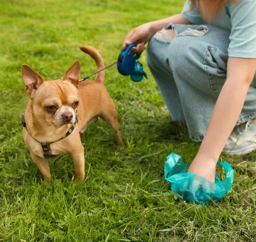 Saiba o que pode causar sangue nas fezes do cachorro e como ajudar o pet