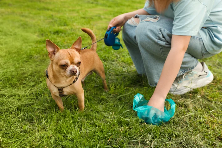 mulher pegando fezes de cachorro com sangue