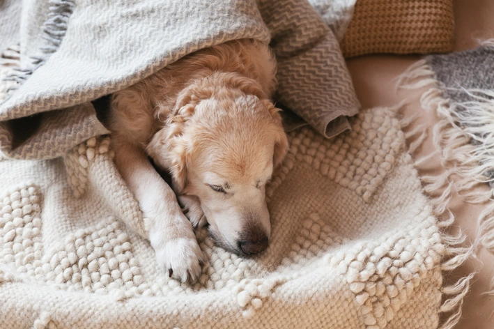 Filhote de cachorro de pelo claro dormindo aconchegado em uma manta macia com textura e tons neutros, em um ambiente caseiro acolhedor