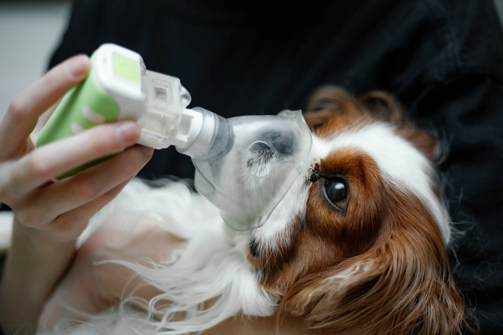 Cão pequeno de pelo branco e marrom usando máscara de nebulizacao para caães