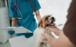 Veterinária em clínica segura um cachorro pequeno na mesa de atendimento enquanto outra pessoa faz carinho e ajusta o pelo, mostrando cuidado veterinário e avaliação do animal.