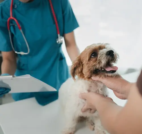 Veterinária em clínica segura um cachorro pequeno na mesa de atendimento enquanto outra pessoa faz carinho e ajusta o pelo, mostrando cuidado veterinário e avaliação do animal.