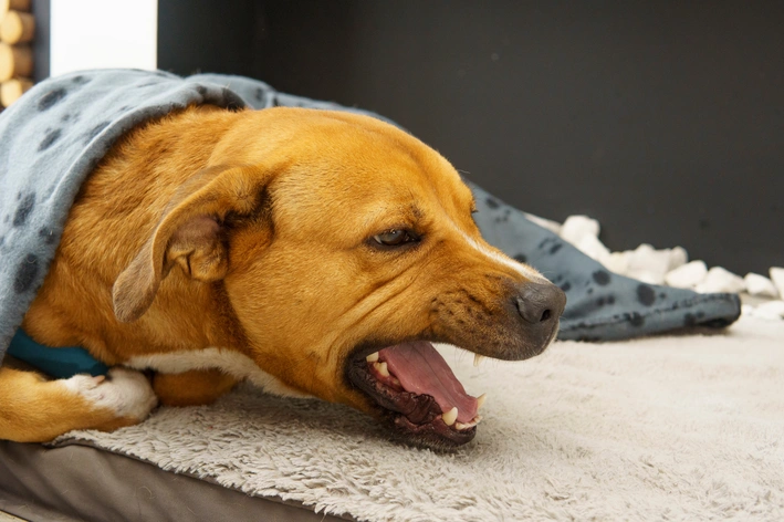Cachorro deitado em uma cama, com o focinho relaxado e a boca aberta, usando uma coberta azul com estampa. Foto em ambiente interno, com o cão repousando.