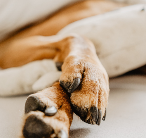 pata de cachorro em evidencia
