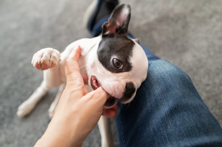 Boston Terrier brincando com tutor