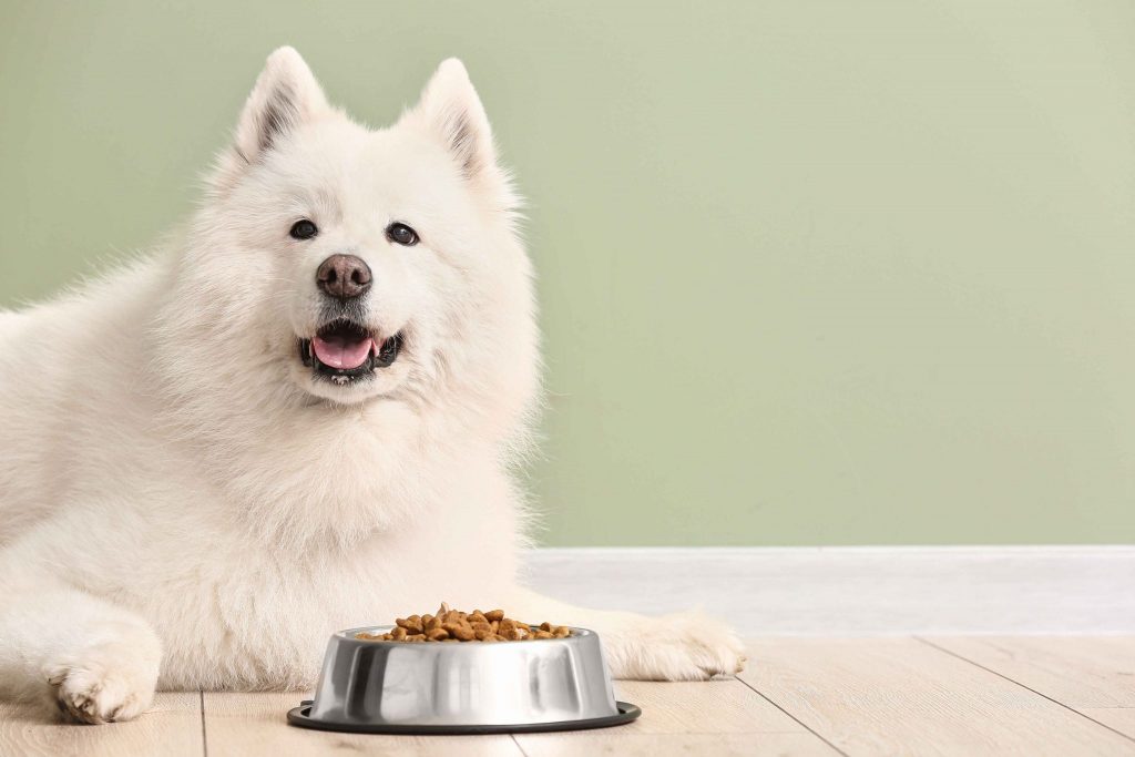 cachorro branco ao lado de comedor com ração Guabi Natural