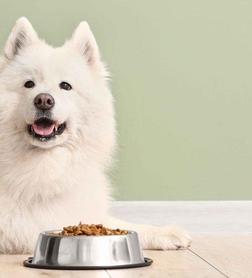 cachorro branco ao lado de comedor com ração Guabi Natural