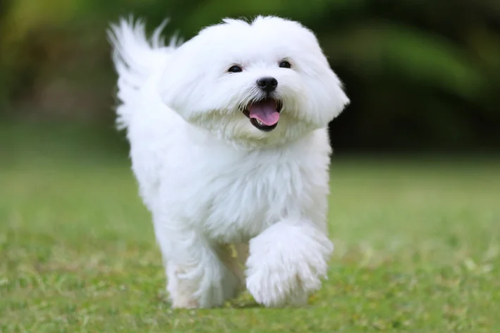 cão Maltês correndo no parque